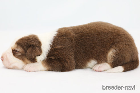 成約済の神奈川県のボーダーコリー-319178の6枚目